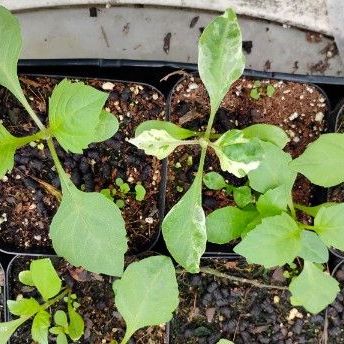 Variegated Dahlia Seedling
