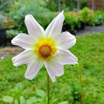 Dahlia Seedling single bloom