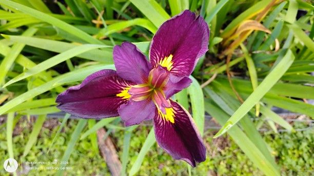 Purple Louisiana Iris Seedling