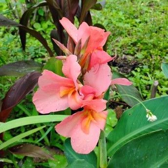 Peach Canna seedling