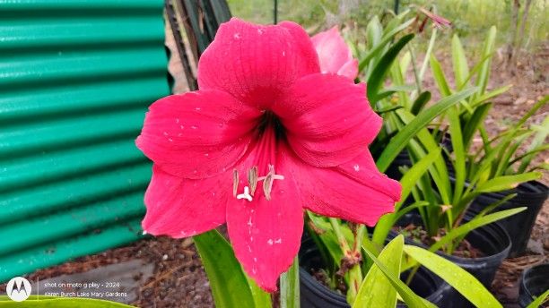 Red Amaryllis seedling looks pink on camera