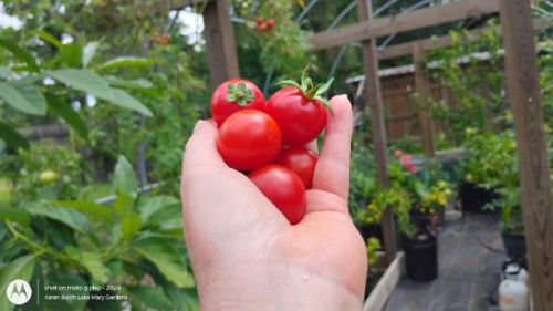 Tomato Harvest