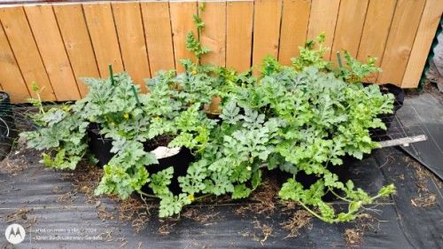 Watermelon vines