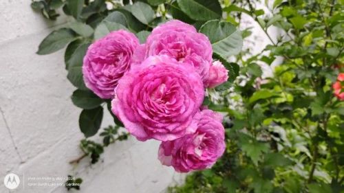 Lavender Crush  Rose