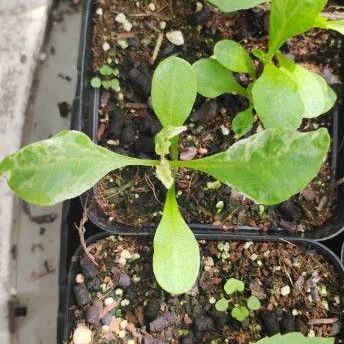 Dahlia seedlings from a flower farm