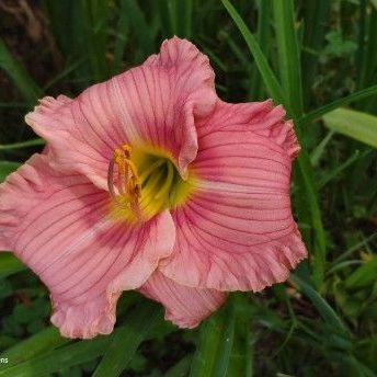 Tawny Daylily Seedling