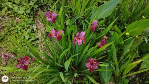 Louisiana Iris in the garden