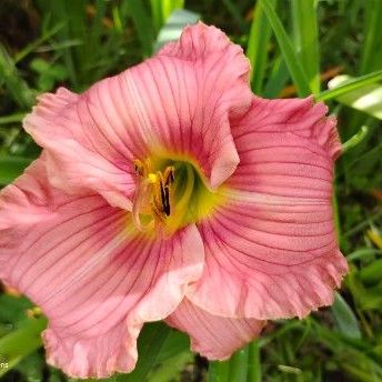 Tawny Daylily Seedling