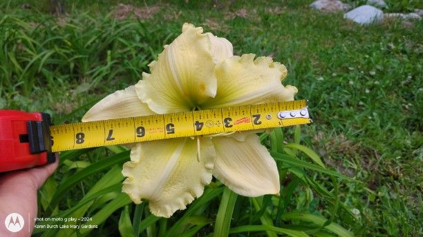 Yellow with green throat daylily seedling 7.5 inches