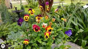 Pansies lots of colors