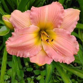 Peach Daylily Seedling