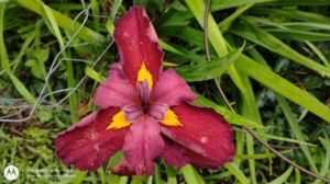 Anne Chowing Louisiana Iris