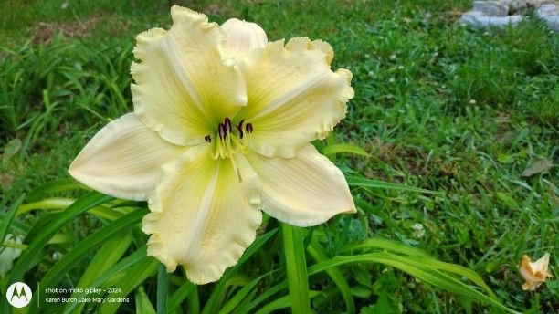 Yellow with green throat daylily seedling