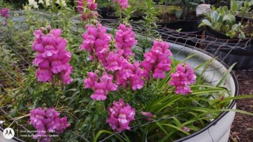 Snapdragons First Lady Mix