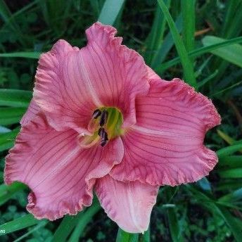 Tawny Daylily seedling starts pinkish and turns tawny mid morning
