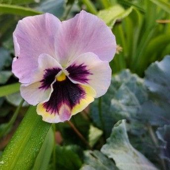 lavender and yellow pansy
