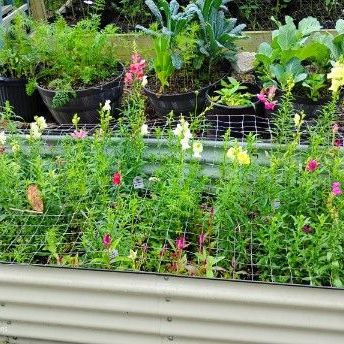 Snapdragons almost finished