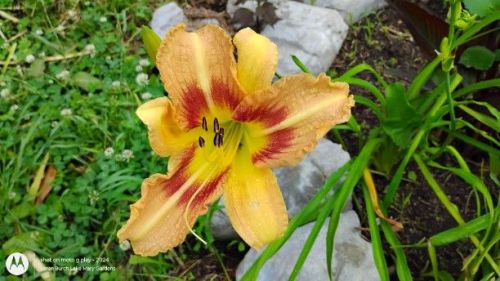 Pod Parent seedling of the Polymerous daylily seedlings