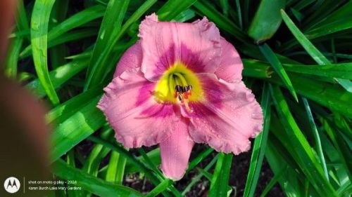 Pink Daylily Seedling