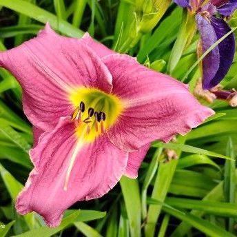 Miniature daylily