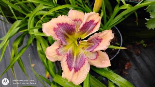 Building on Tradition Daylily