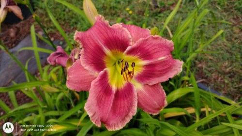 Building on Tradition Seedling 