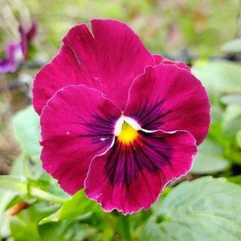 Bright burgundy and Purple pansy