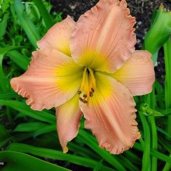 Big Peach daylily