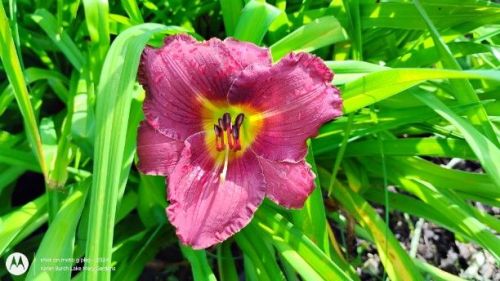 Pink Seedling