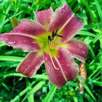 striped daylily seedling