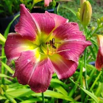 pink daylily seedling