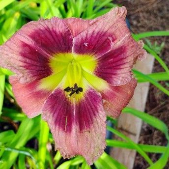 Buillding on Tradition Seedling
