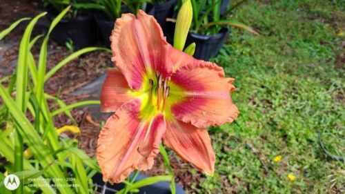 Building on Tradition Daylily Seedling