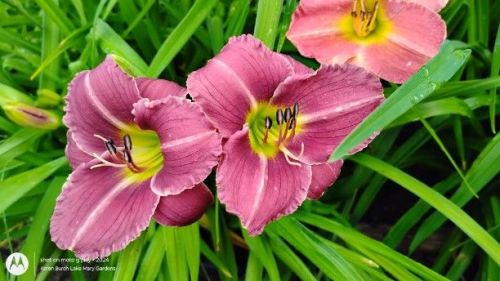 Mauve miniature daylily