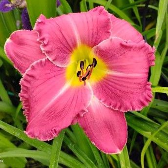 Big Pink Daylily