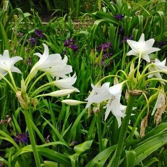 Crinum Powellii Alba is blooming