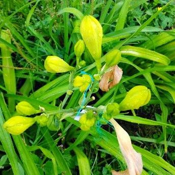 Big yellow seedling with good bud count