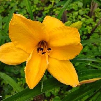 School bus yellow daylily