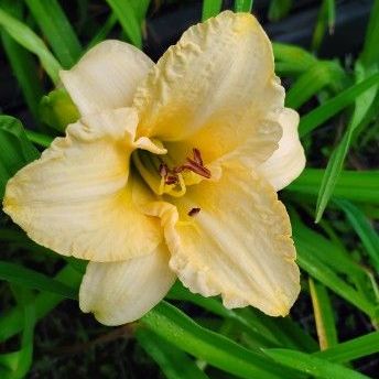Yellow Daylily Seedling