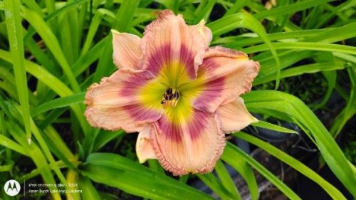 I found a daylily seedling with extra petals or polymerous