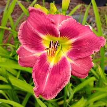 Building on Tradition Daylily Seedling
