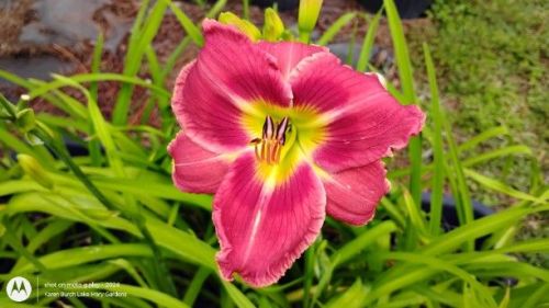 Building on Tradition Daylily Seedling