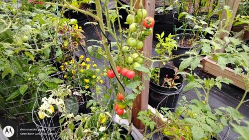 Still letting the greenhouse tomatoes finish-not that I mind!