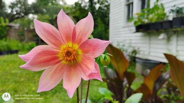 Dahlia seedling