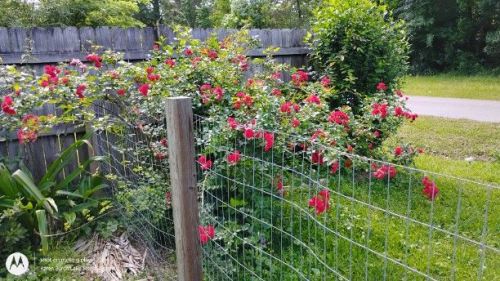 Scarlet Meidiland Rose