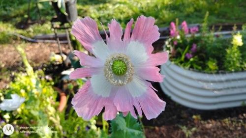 Pink and white poppy