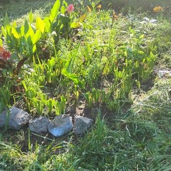 I cut back the blue iris and planted more flowers
