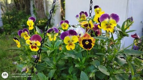 The pansies are still going