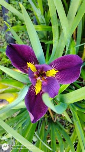 Louisiana Iris- purple and yellow,one super fellow