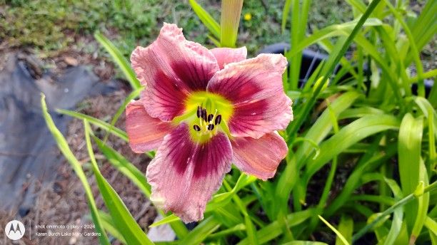 Seedling of Building on Tradition